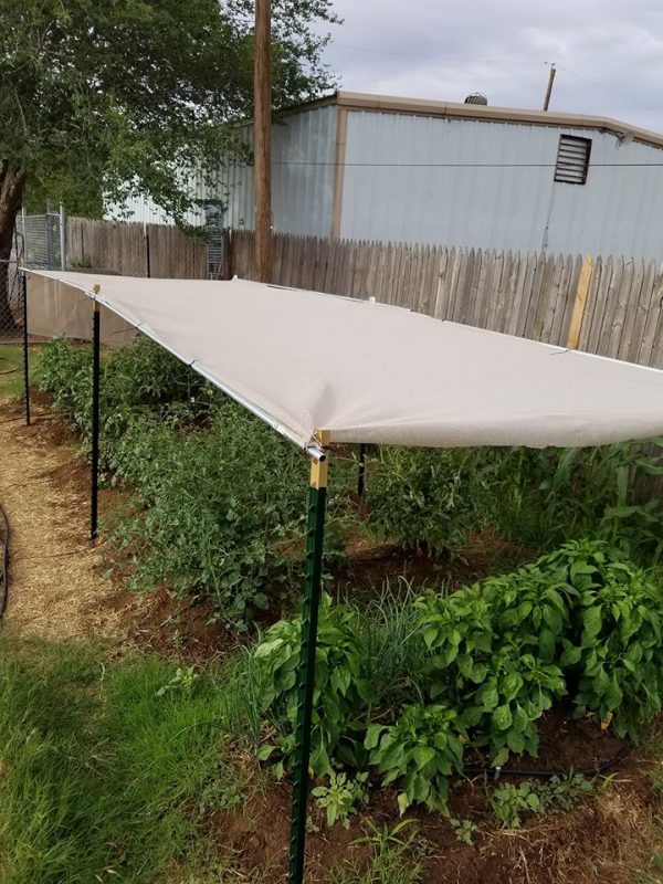 Tomato Plant Shade Essential Prairie