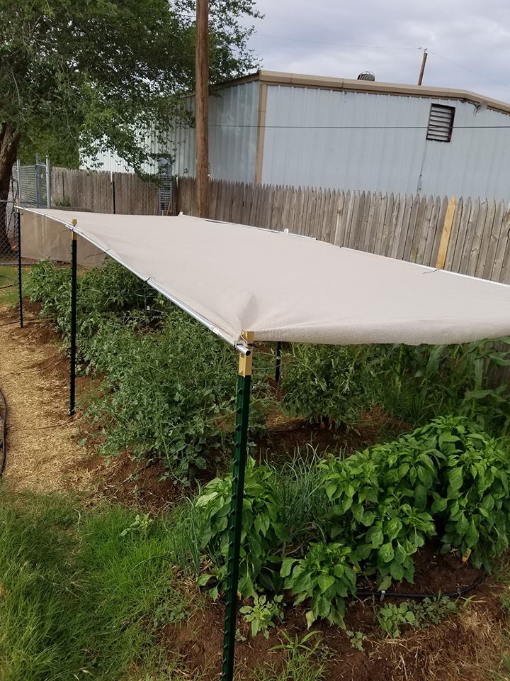 Tomato Plant Shade Essential Prairie